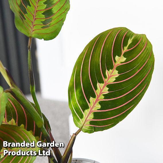 Maranta leuconeura 'Fascinator'