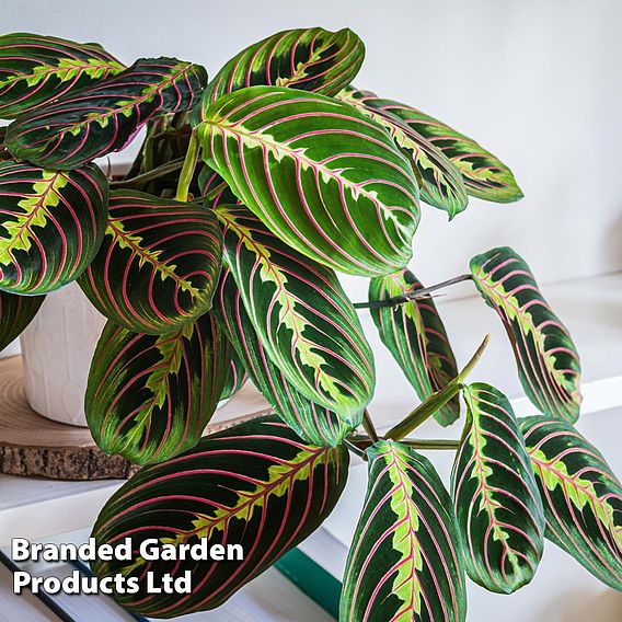 Maranta leuconeura 'Fascinator'