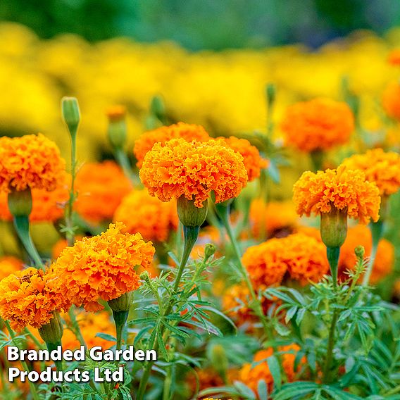 Marigold 'Hot Stuff' - Seeds