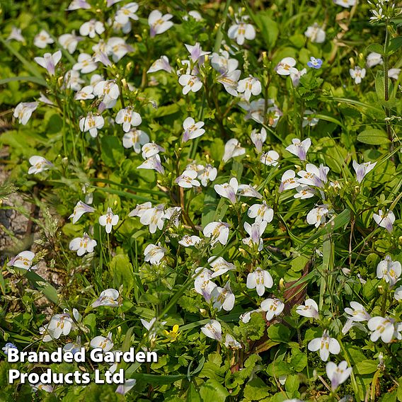 Mazus reptans 'Alba'