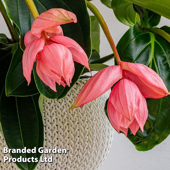 Medinilla magnifica 'Flamenco'