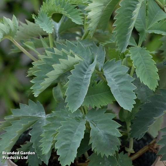 Melianthus major 'Antonow's Blue'