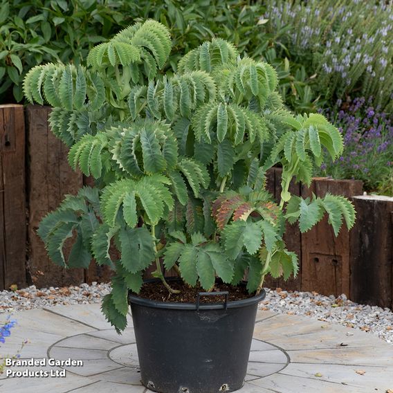 Melianthus major 'Antonow's Blue'