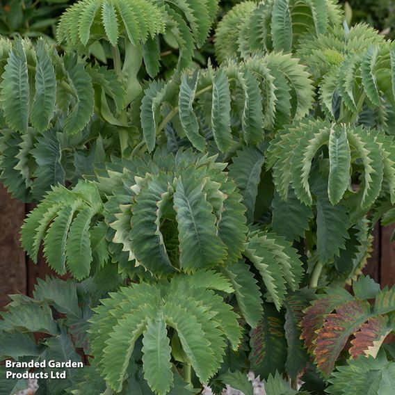 Melianthus major 'Antonow's Blue'