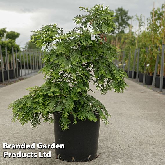 Metasequoia glyptostroboides 'Chubby'