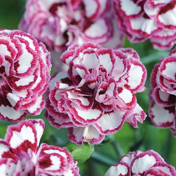 Dianthus 'Gran's Favourite'