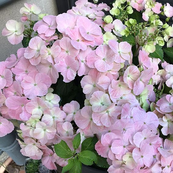 Hydrangea 'French Bolero'