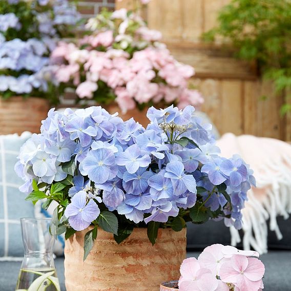 Hydrangea 'French Bolero'