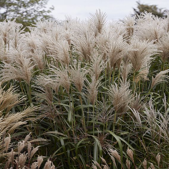 Miscanthus sinensis 'Cute One'