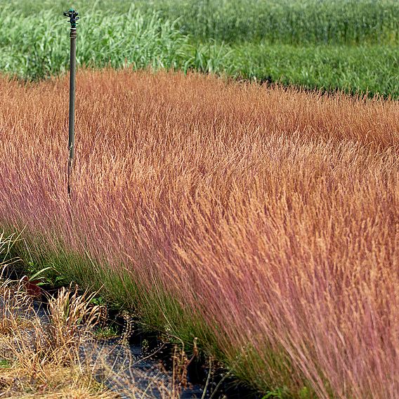 Festuca 'Sunrise'