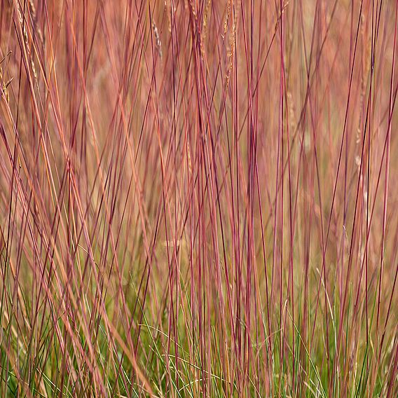 Festuca 'Sunrise'