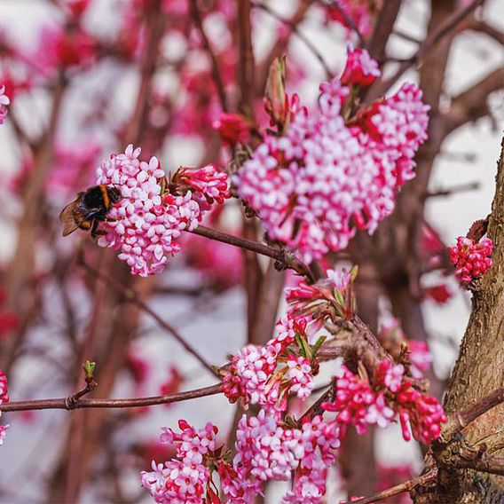 Viburnum x bodnantense 'Dawn'