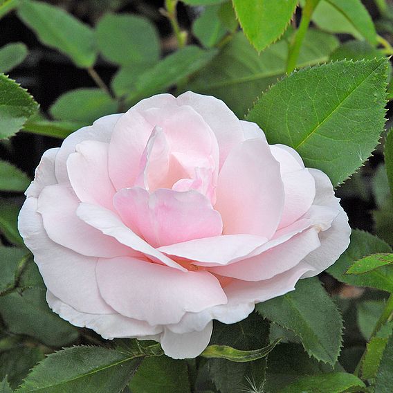 Rose 'Many Happy Returns' (Floribunda Rose)