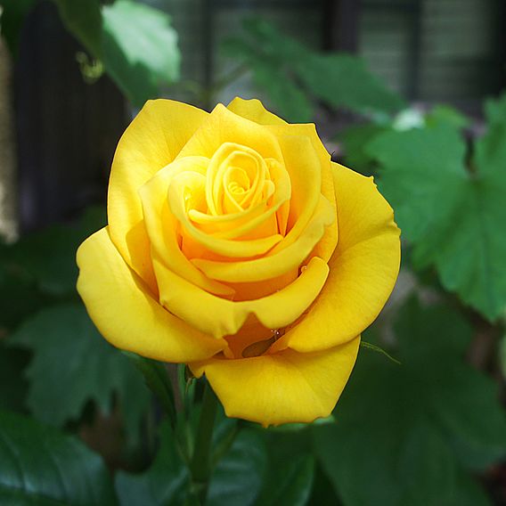 Rose 'Golden Wedding' (Floribunda Rose)