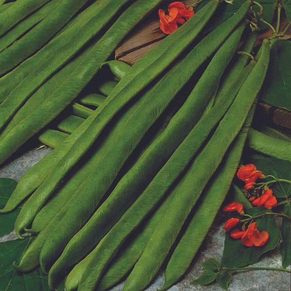 Runner Bean Duo