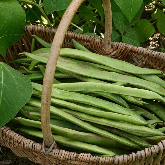 Runner Bean 'White Swan'