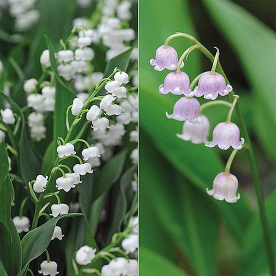 Lily of the Valley Collection