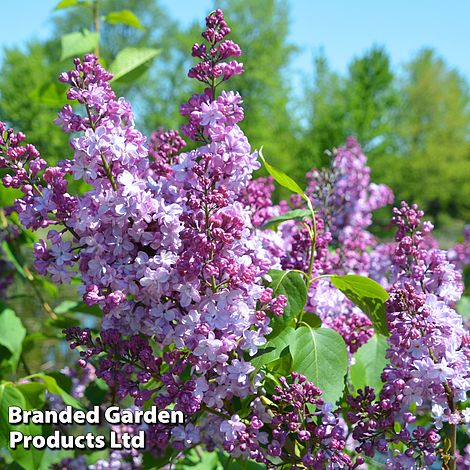 Syringa 'Michael Buckner'