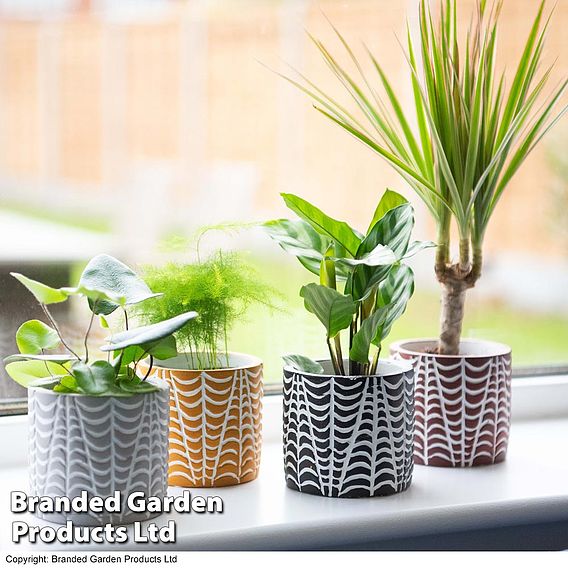 Mini Jungle Mix in Decorative Croco Pots