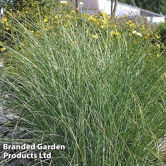 Miscanthus sinensis 'Gracillimus'