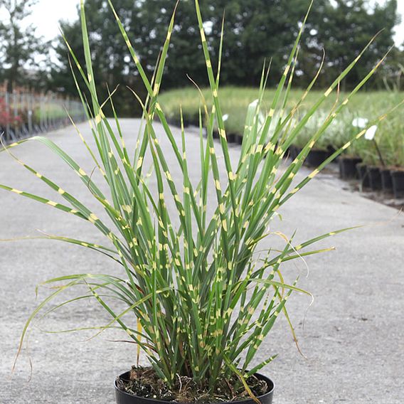 Miscanthus sinensis 'Strictus'