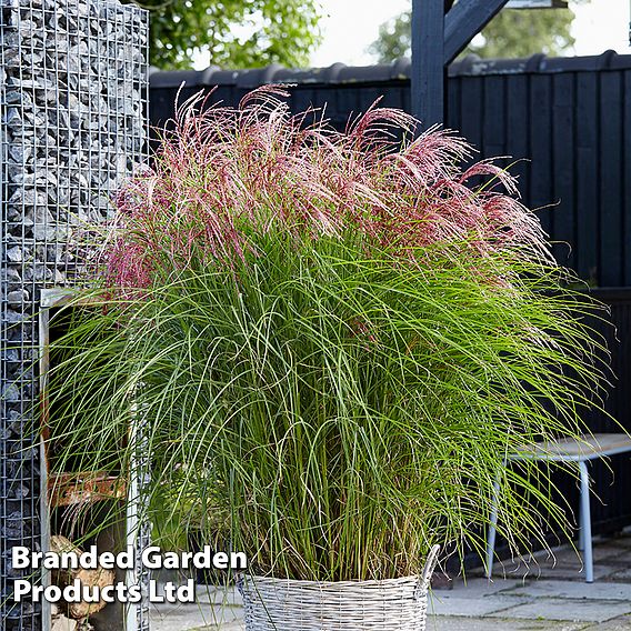 Architectural Grasses Duo