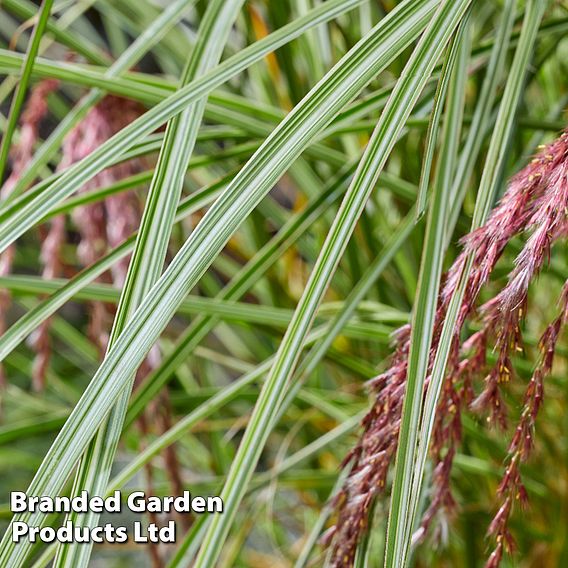 Miscanthus 'Silver Cloud'