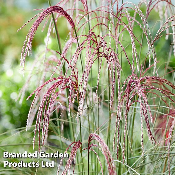 Miscanthus 'Silver Cloud'