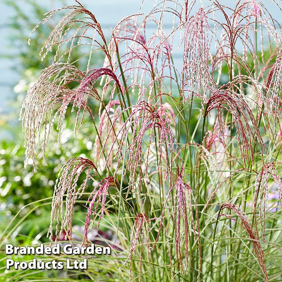 Miscanthus 'Silver Cloud'