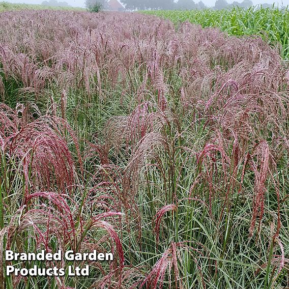 Miscanthus 'Silver Cloud'