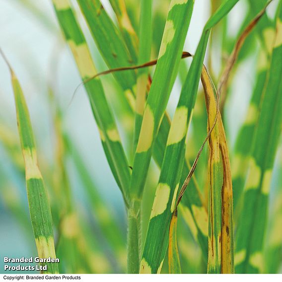 Miscanthus sinensis 'Zebrinus'