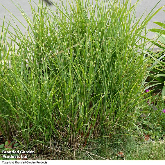 Miscanthus sinensis 'Zebrinus'