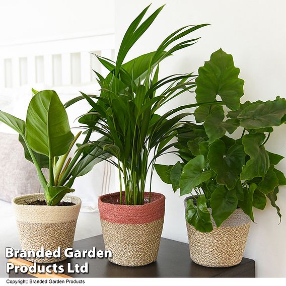 Calm Space Green Houseplant Mix in Decorative Wicker Basket