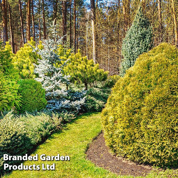 Nurseryman's Choice Conifer Collection