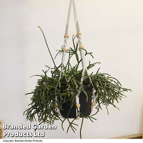 House Plants Hanging Mixed