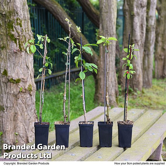 Fruit Tree Collection (Mini Fruit Tree)