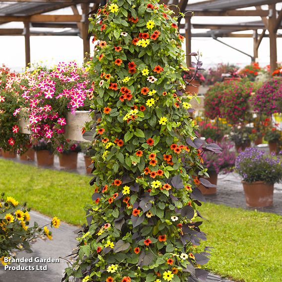 Nurseryman's Choice Climber Collection