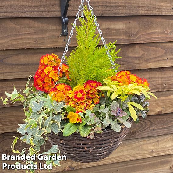 Autumn Sunset Mix (Pre-Planted Basket)