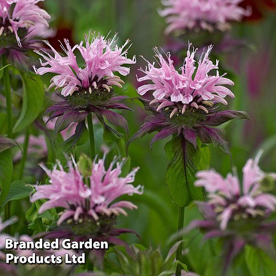 Monarda 'Beauty of Cobham'