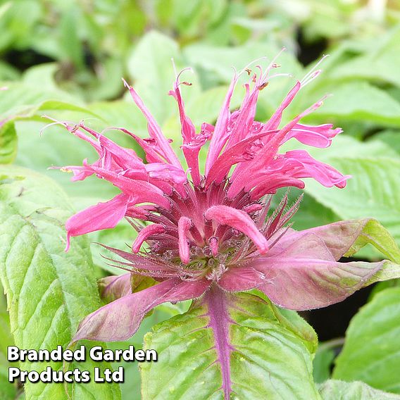 Monarda 'Mahogany'