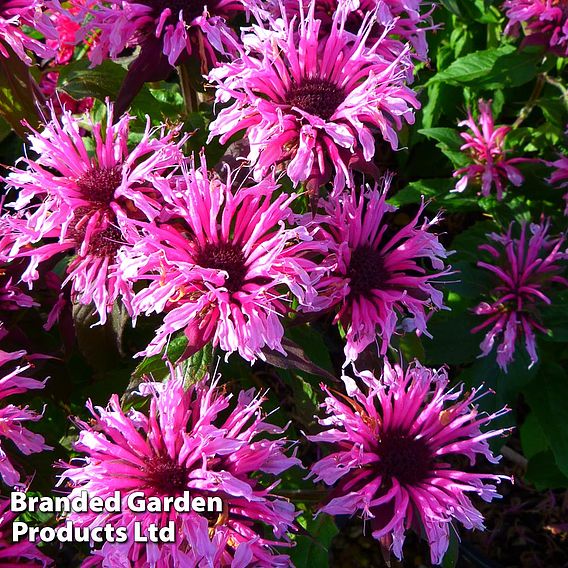 Monarda didyma 'Balmy Pink'