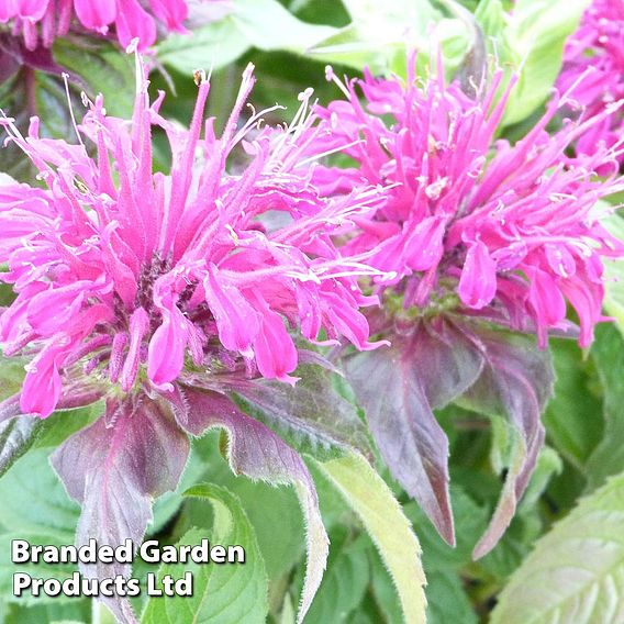 Monarda didyma 'Balmy Purple'