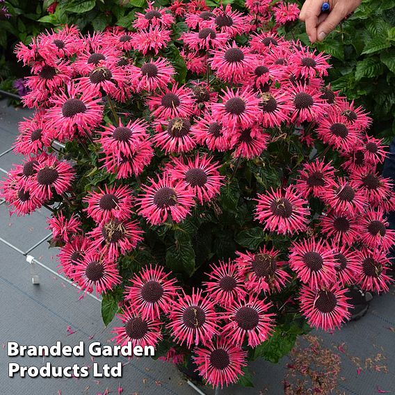 Monarda 'Elegant Rose'