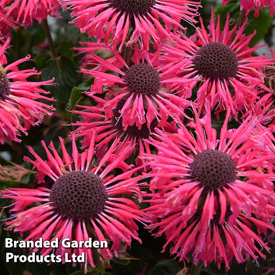 Monarda 'Elegant Rose'