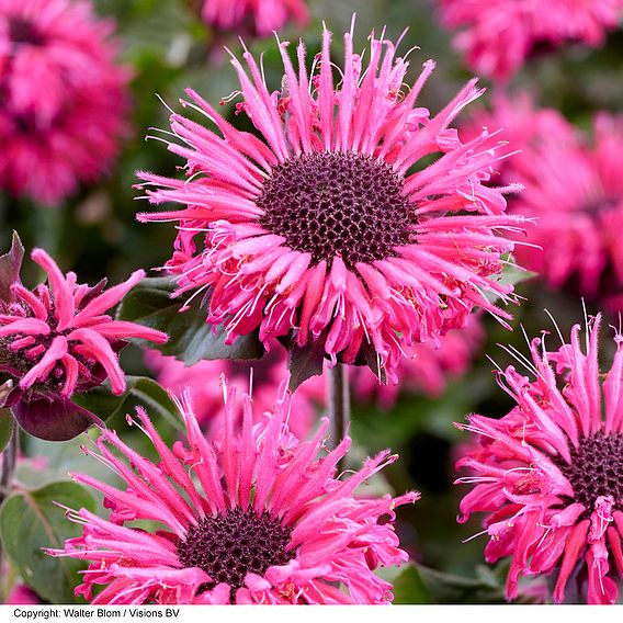 Monarda 'Elegant Rose'