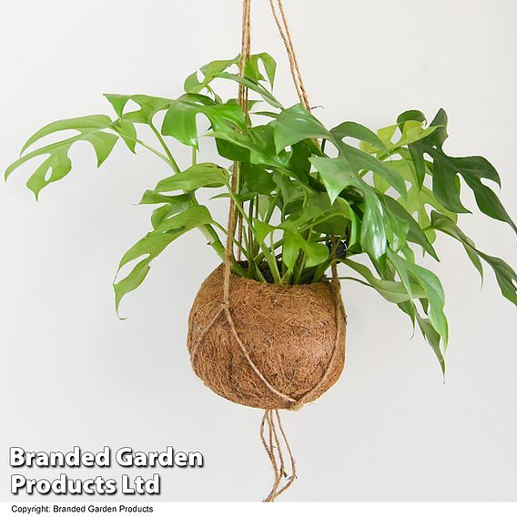 Monstera minima in kokodama hanging pot