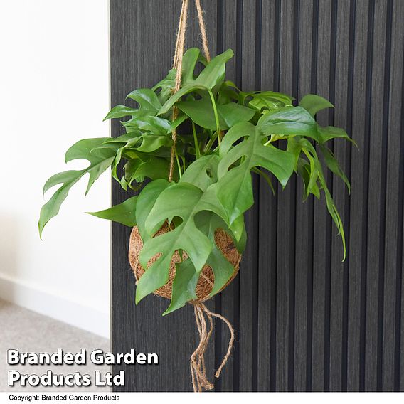 Monstera minima in kokodama hanging pot