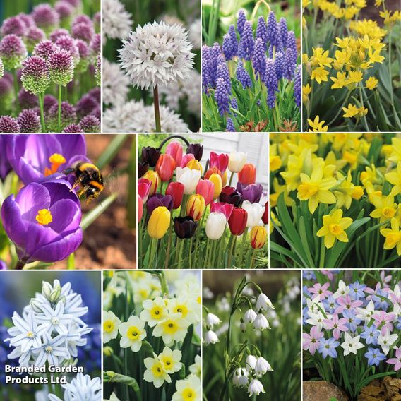 268 Spring Saver Bulb Collection