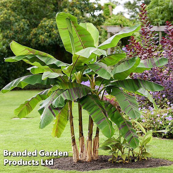 Musa Sikkimensis ‘Ever Red’ 