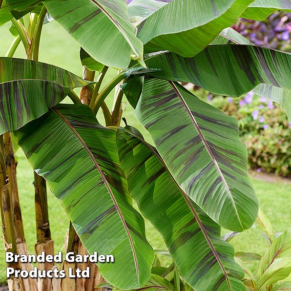 Musa Sikkimensis ‘Ever Red’ 